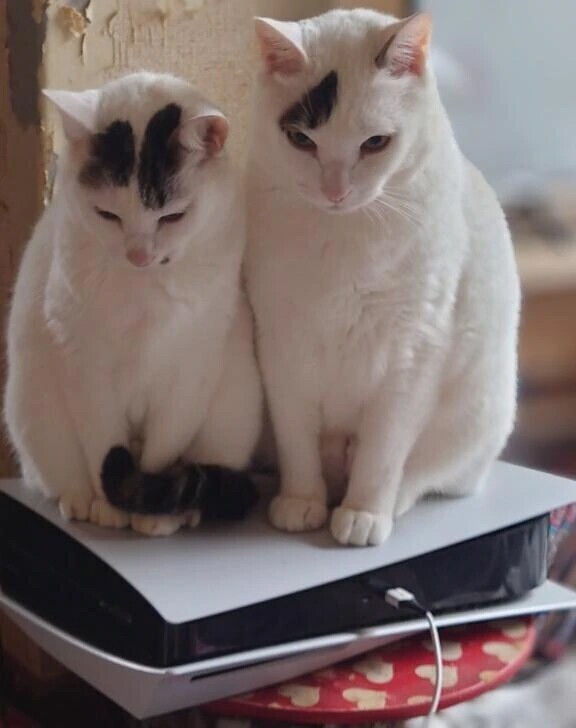 おはようございます。