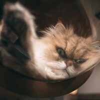 ありがとう、また明日！