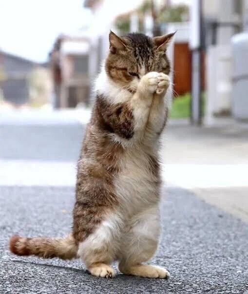 ありがとうございました🌸