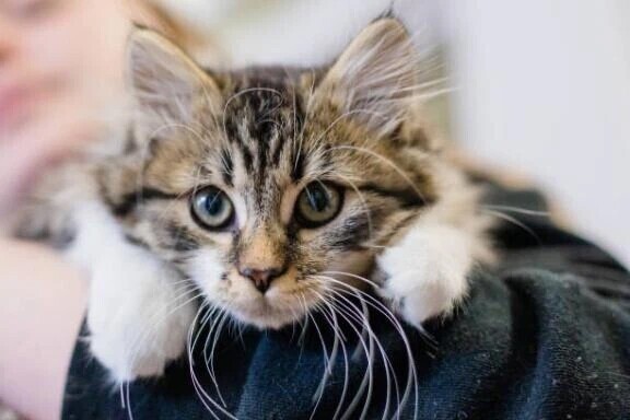 ありがとうございました🌸