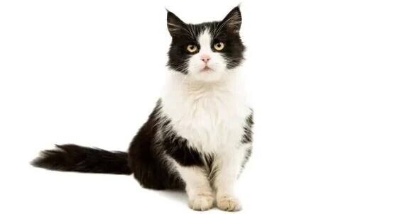 ご予約ありがとうございます😸