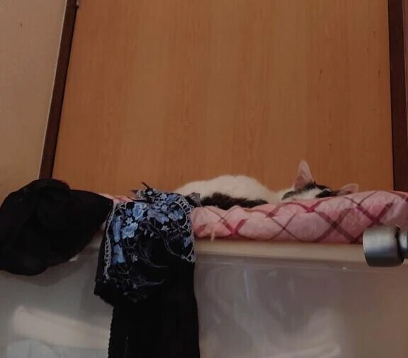 オプション発生