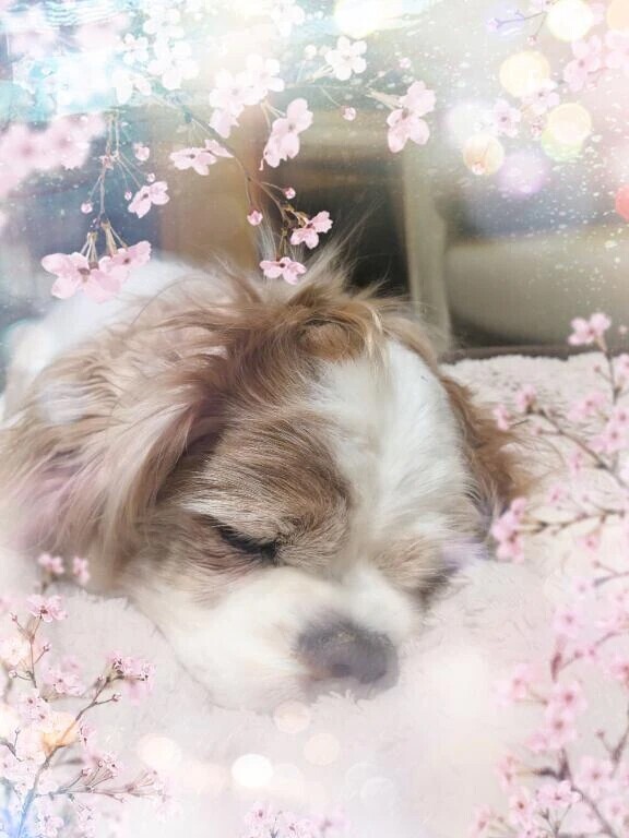 🌸春よこい早くこい、、、🎶