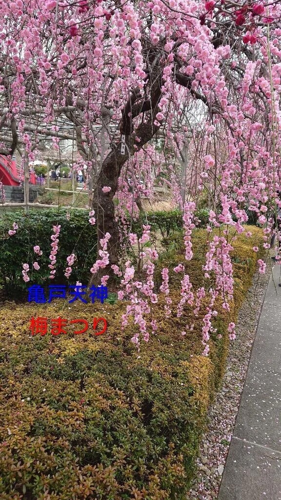 出勤しました。