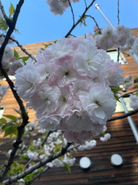 🌸