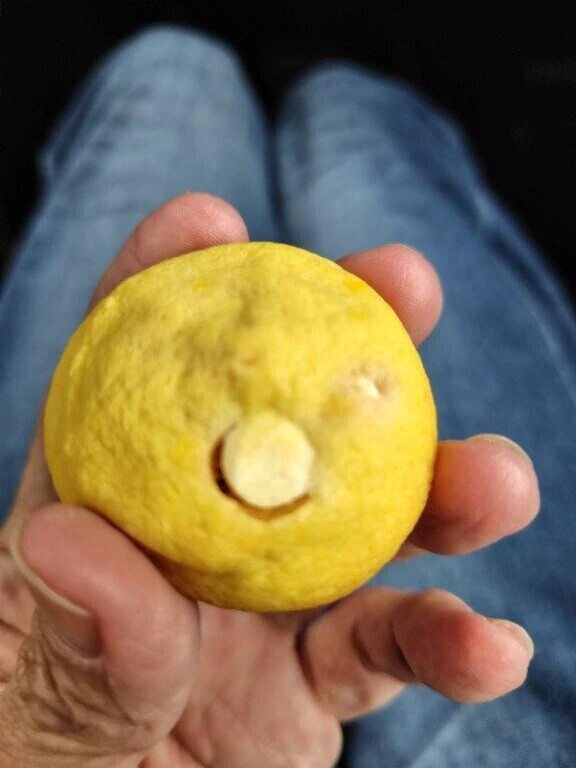 本日のおやつ🍪