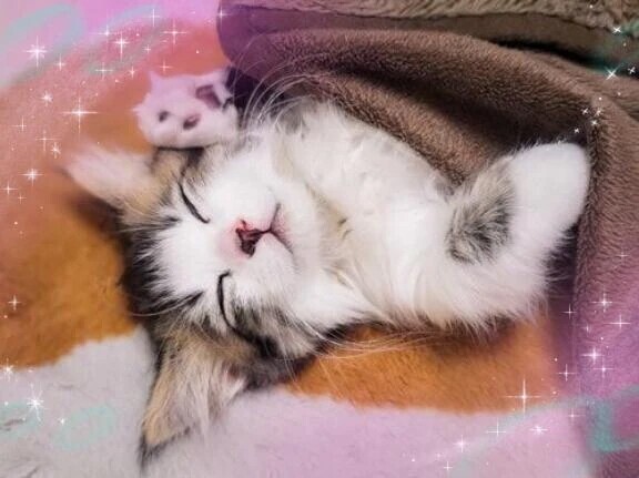 ありがとうございました🐱