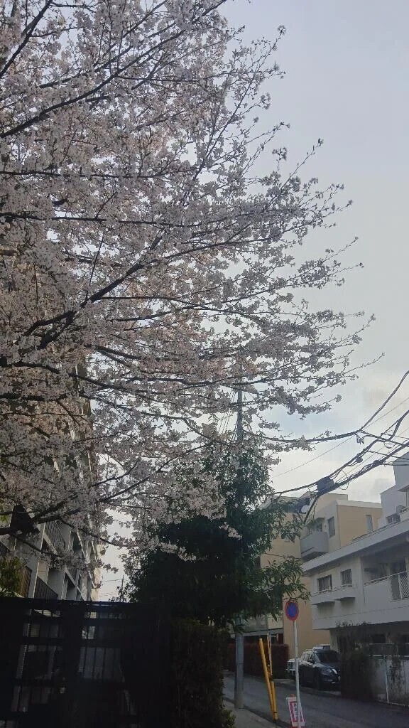 緊急出勤！ｷﾀーヾ(°ω° )/ー!