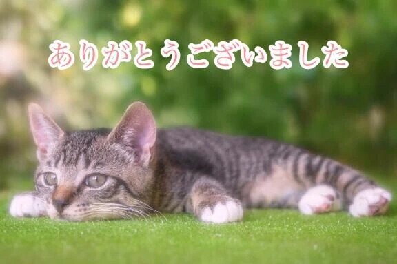 ありがとうございました🐱