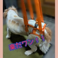いつか使うと思ってたぁ〜🐕🐾