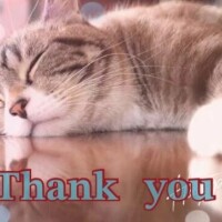 事前ご予約ありがとうございます🐱