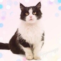 ありがとうございました🐱