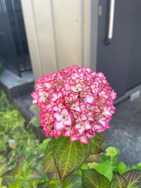 紫陽花
