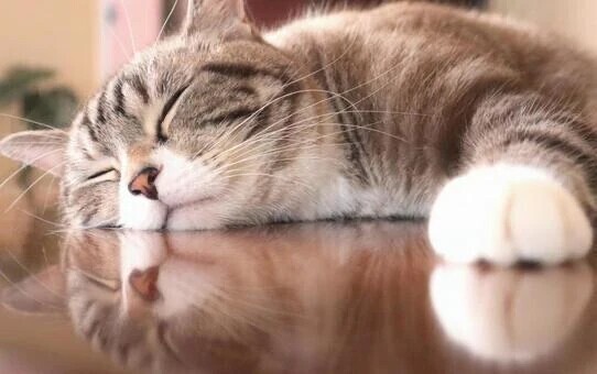 ありがとうございました🐱