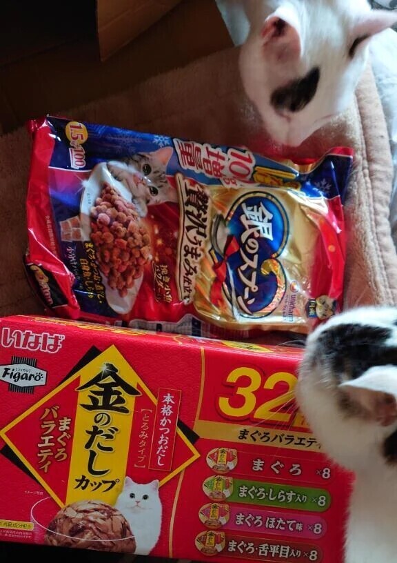 ねこのごはん