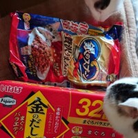 ねこのごはん