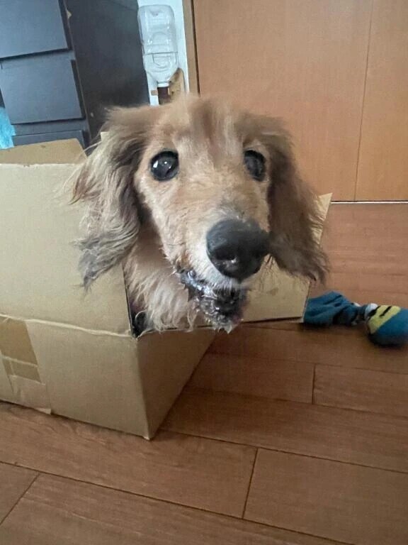 •᎑•