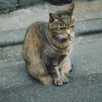 明日は