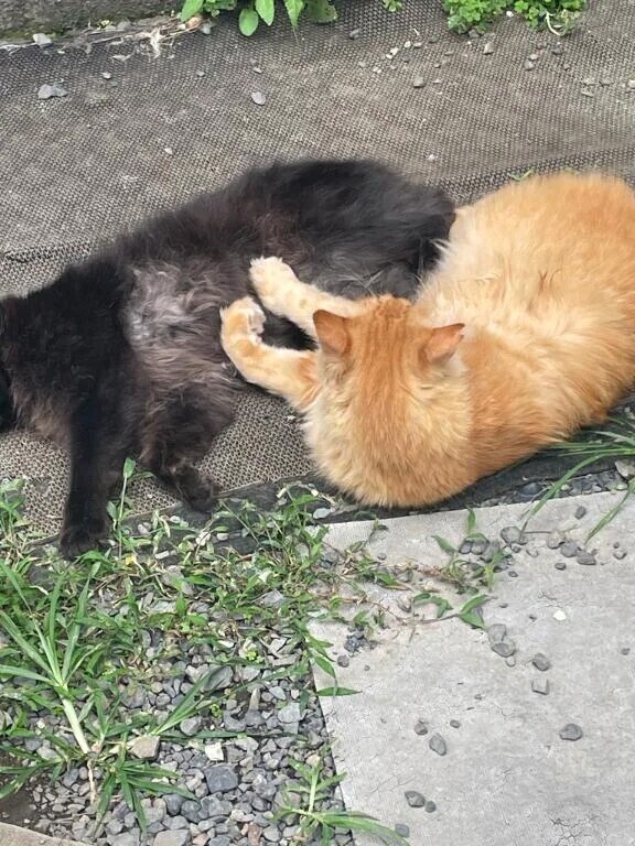 七夕の日