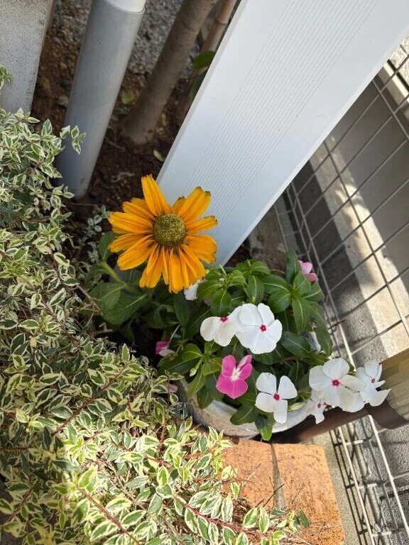 お花💐