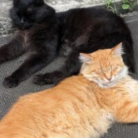 まお