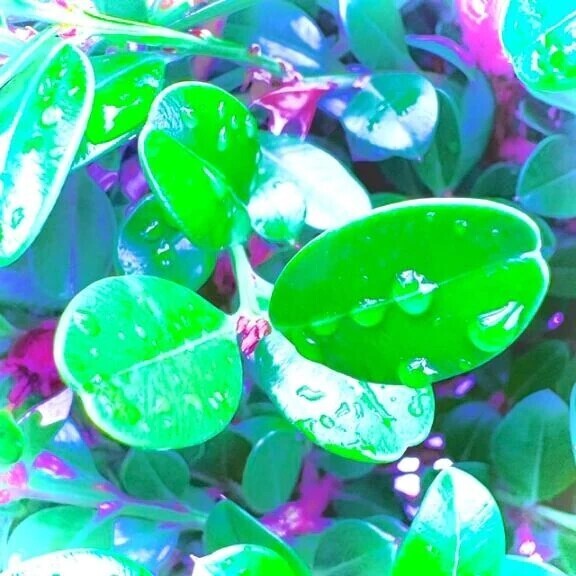 🌱7/19日(日)🌱