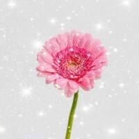 みれい