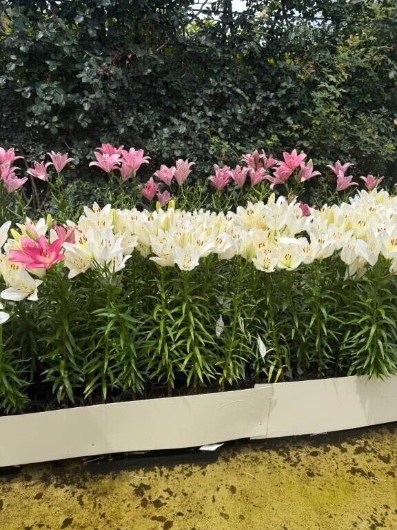 先日のお礼🌸
