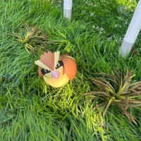ひなた