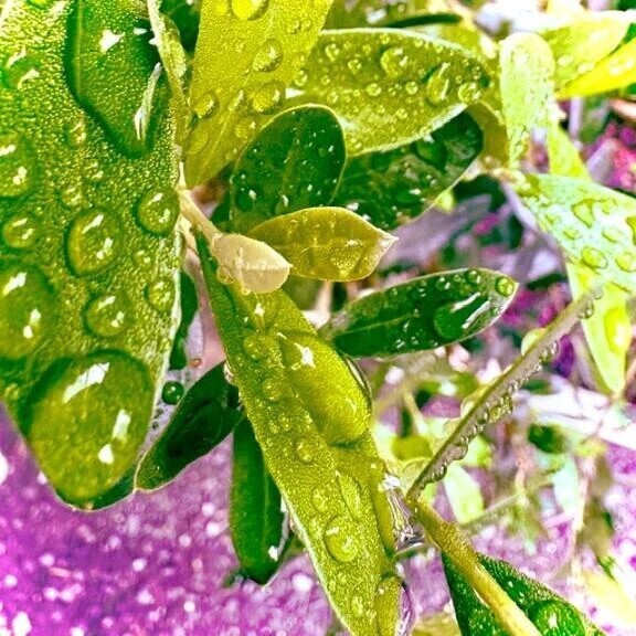 🍀今日のお礼🍀