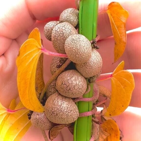 収穫が✨