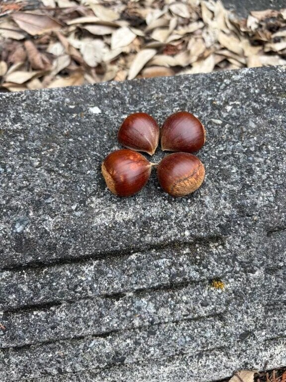 小さい秋みーつけた🍂