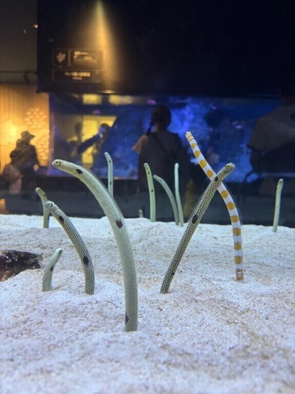 休日は水族館?