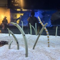 休日は水族館?