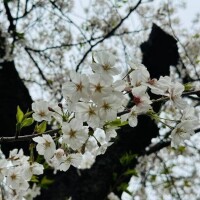 お花見の話🌸