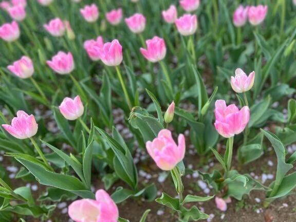 残り枠⸜🌷︎⸝