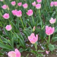 残り枠⸜🌷︎⸝