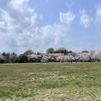🌸𓂃 𓈒𓏸◌‬ ✮*｡ﾟ