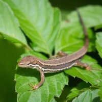 本日の♡あ♡い♡こ♡と♡ば♡