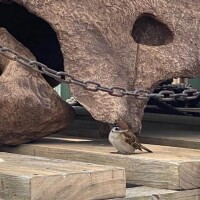 あいことば🕊️