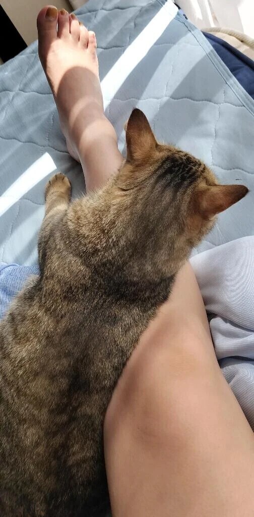 猫好きに悪い人は居ない✨