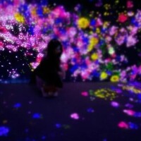 今日は❁⃘*.ﾟ