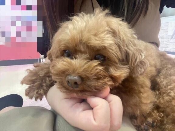 ティーカッププードル🐶💗