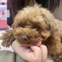 ティーカッププードル🐶💗