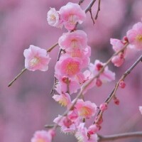 あいことば🌸