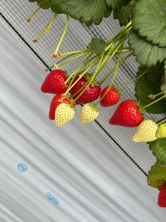 🍓