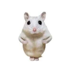 ごめんなさい