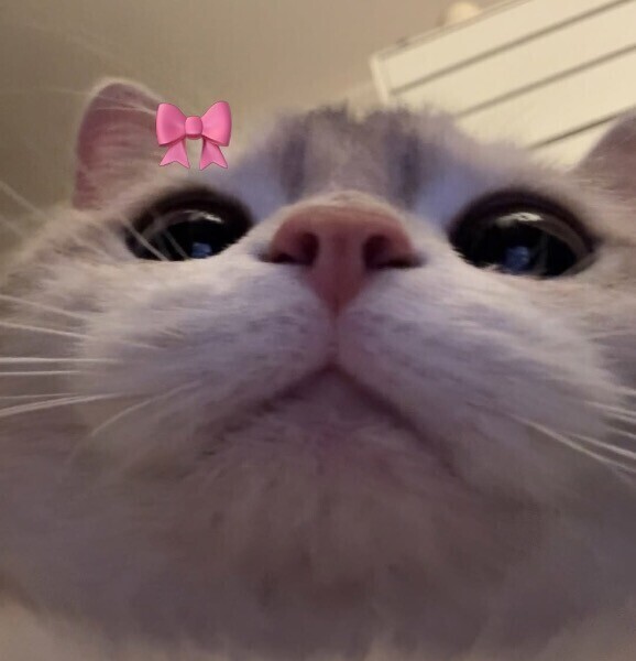 お知らせ🐈‍⬛🎀