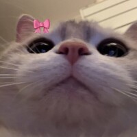 お知らせ🐈‍⬛🎀