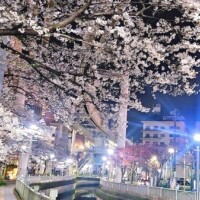 📢夜𝐑𝐈𝐂𝐇派の方に…！🌸